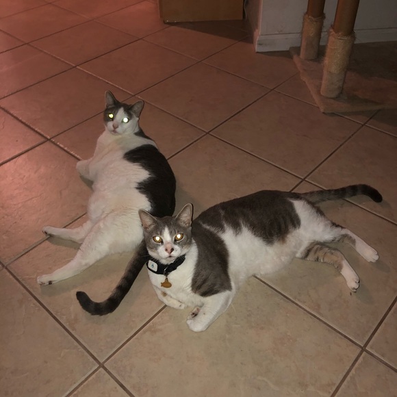 Meet your Posher, Suzie - Picture 10 of 16